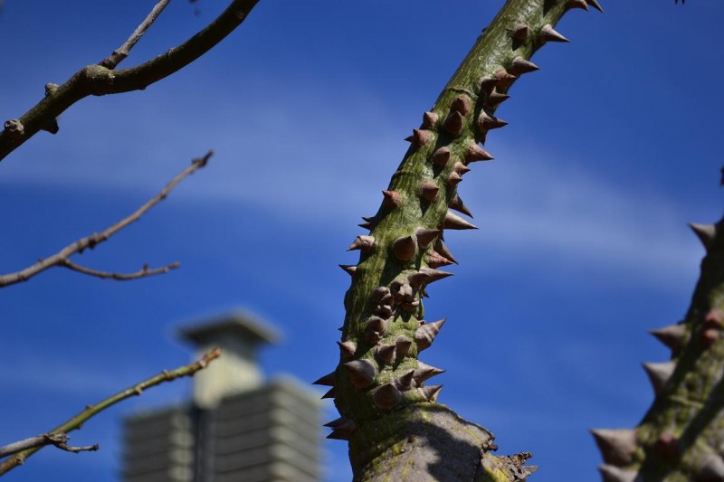 Un arbol dificil de trepar