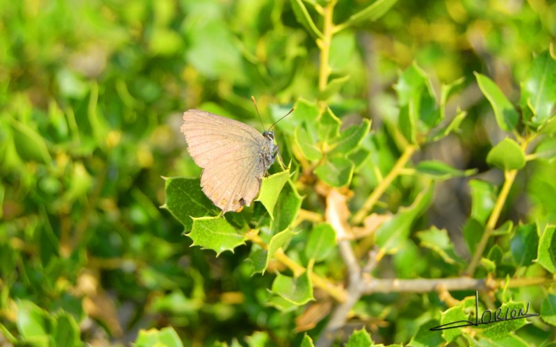 mariposa solitaria