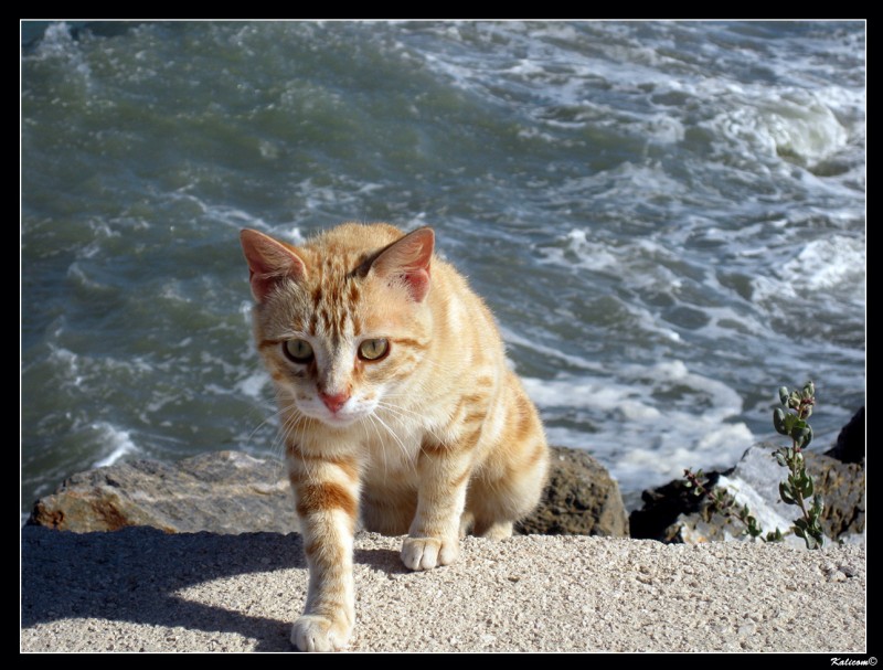 El gatito que sali del mar