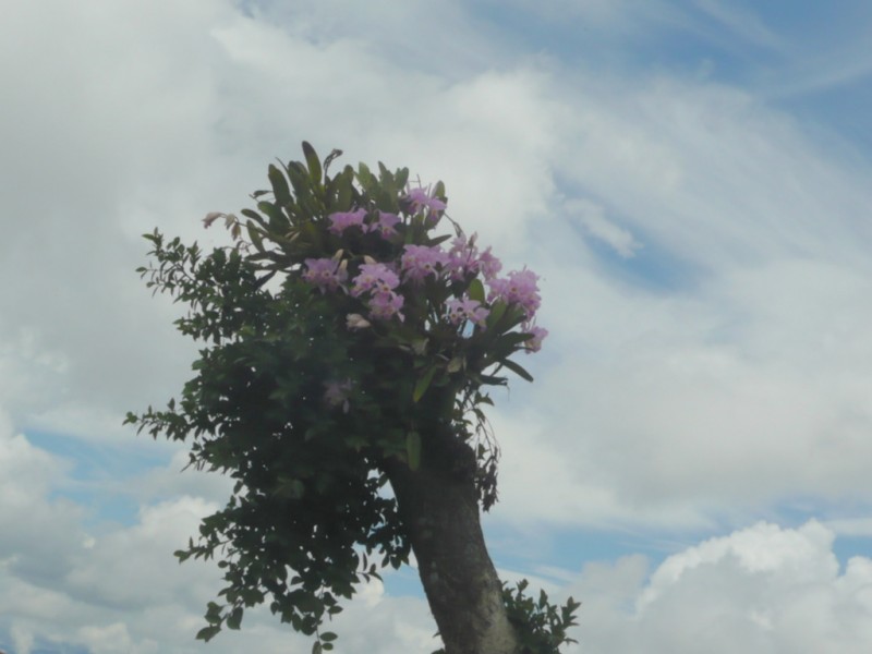 Flor de Mayo