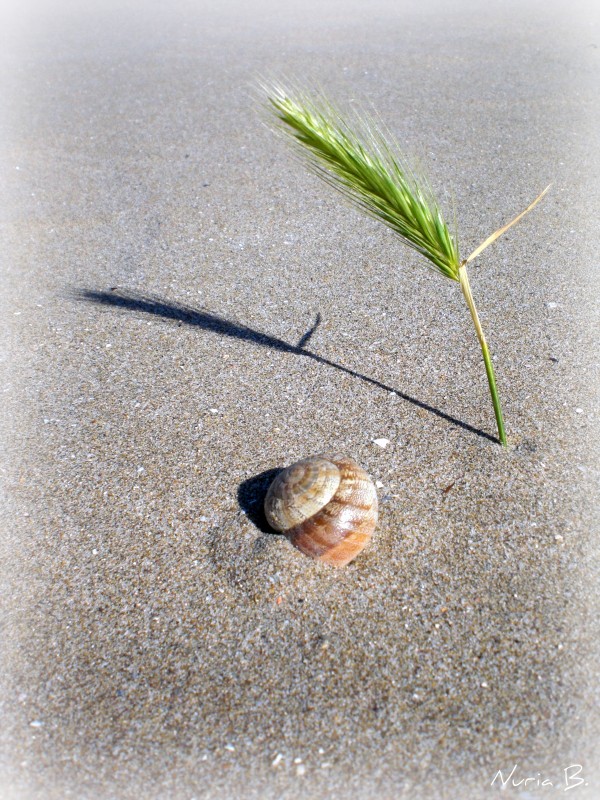 Playa de caracol