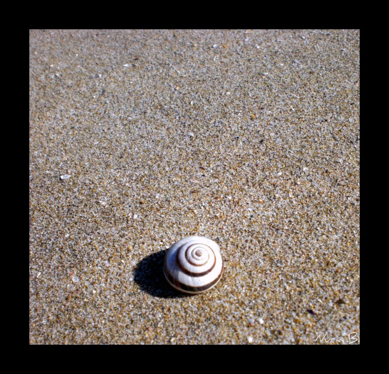 Caracol en la playa