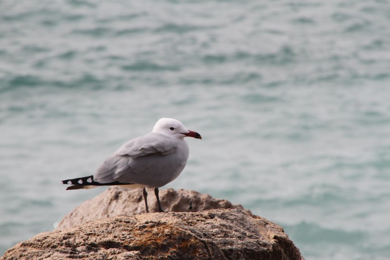 gaviota