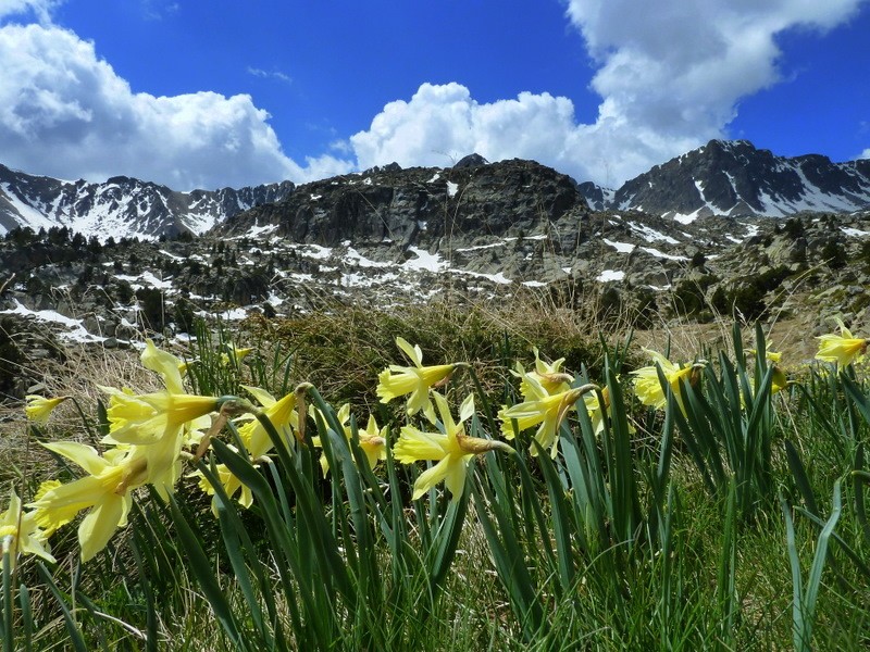 flors alpines