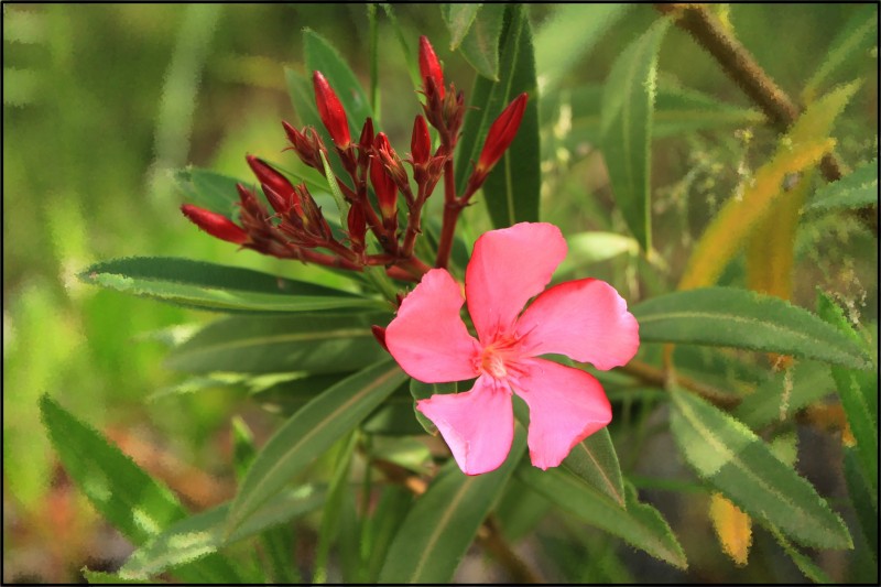 flor efectos 2