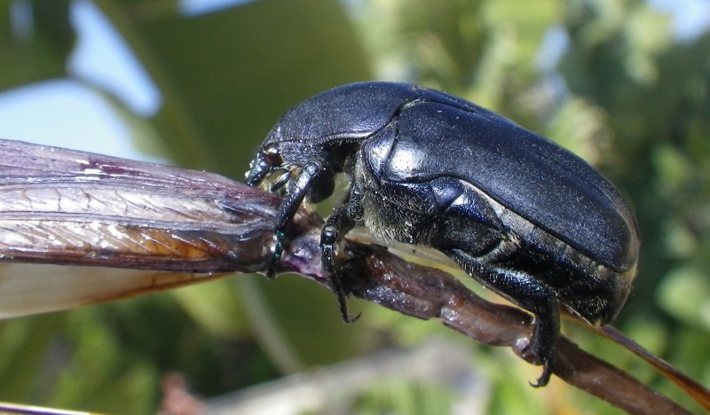 Escarabajo goloso