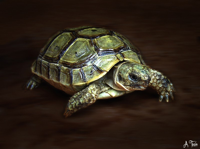 Tortuga