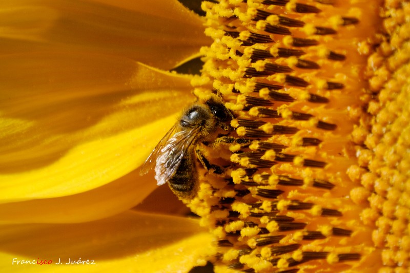 Abeja en girasol (II)