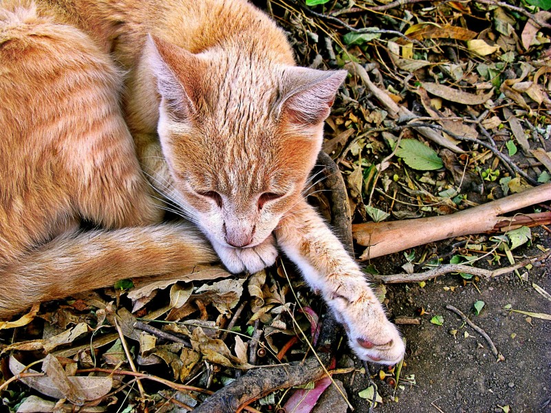 EL GATO ERA EL SEOR