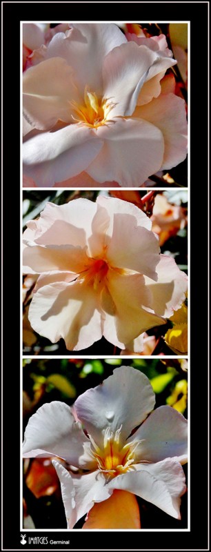 Flores de hibiscus