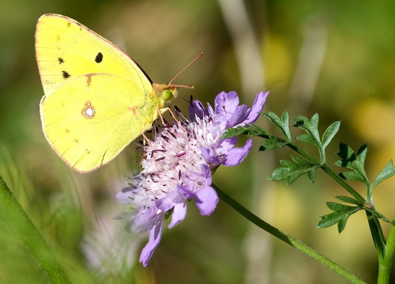 MARIPOSA