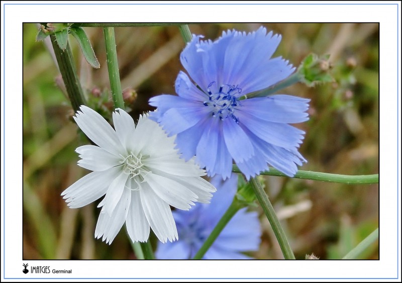 Flores de Achicoria