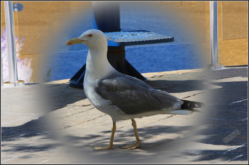 gaviota 3