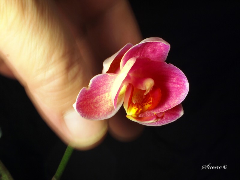 orquidea