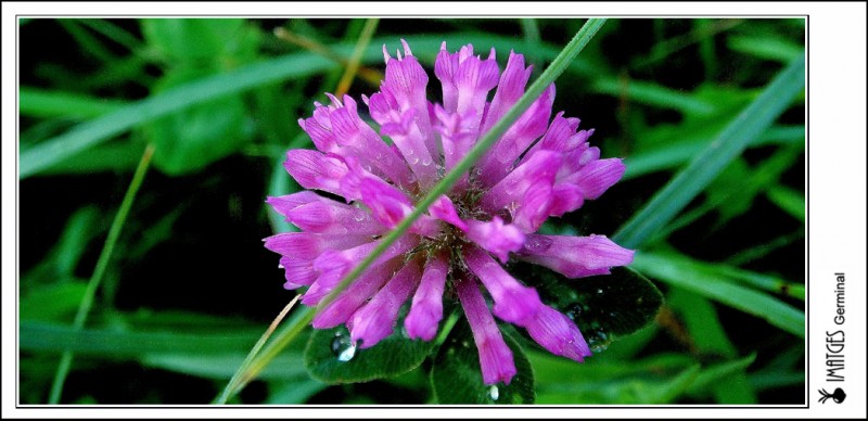 Flor de Trevol