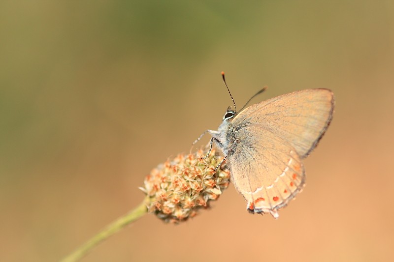 mariposa