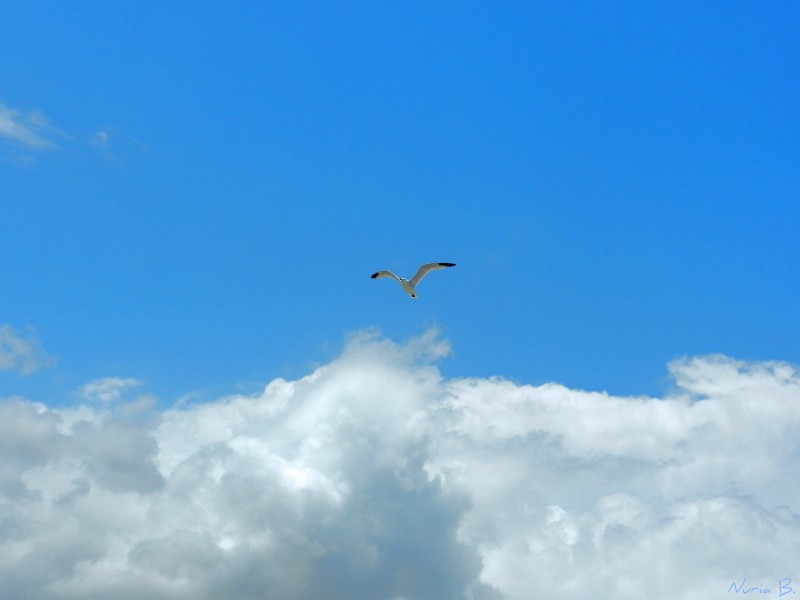 Volando hacia el cielo