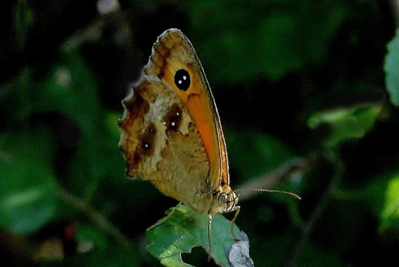 Mariposa 2