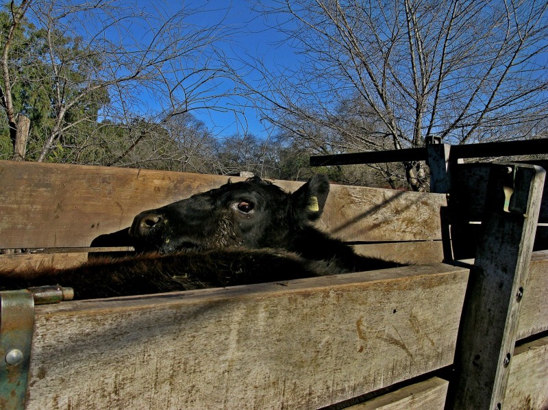 EN LOS OJOS DE LAS VACAS