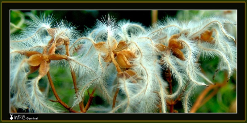 Detalle de una planta