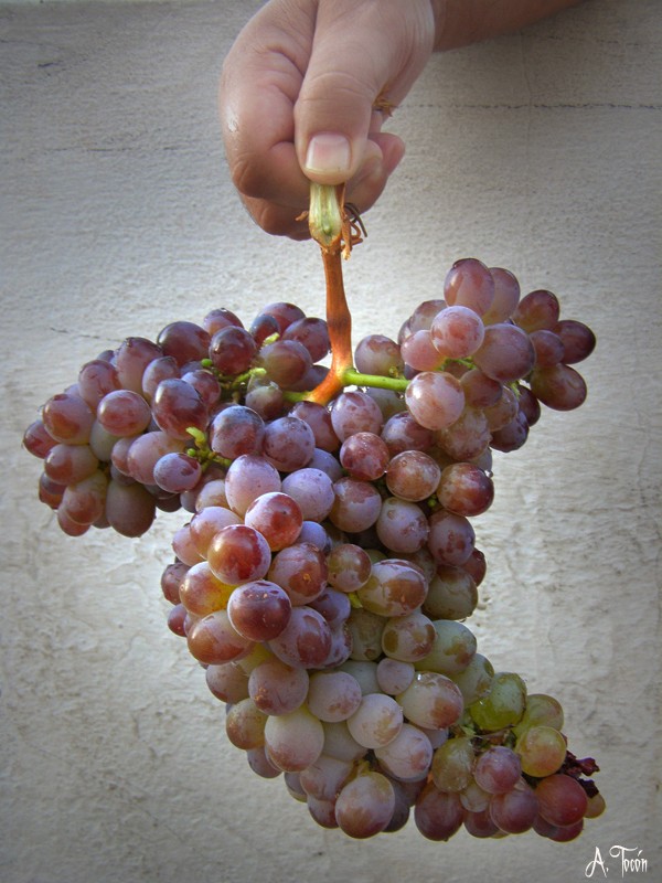 Uvas