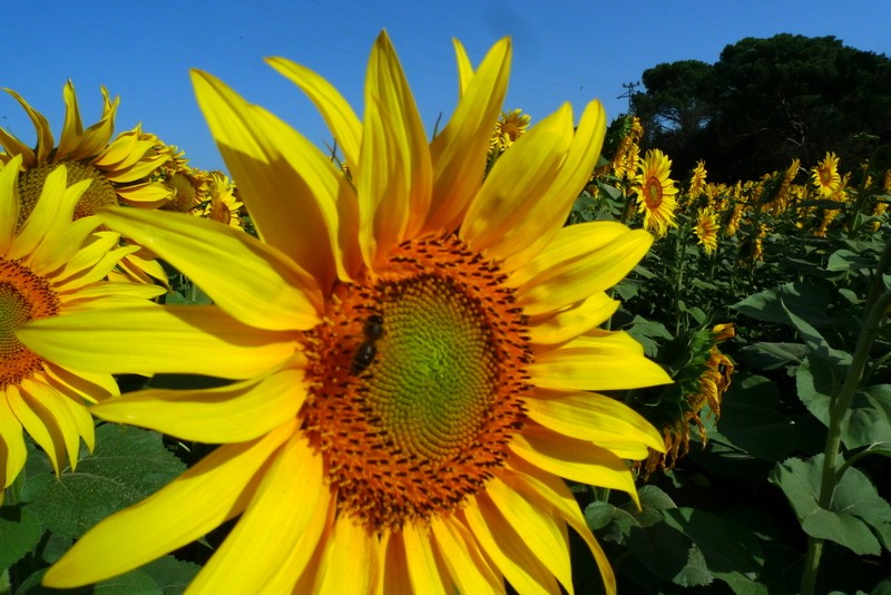 girasoles