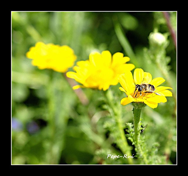 de flor en flor