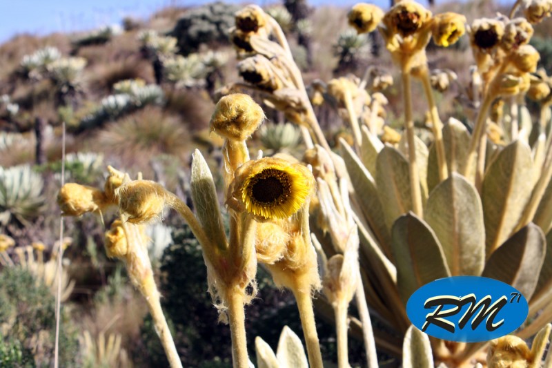 Flor del Frailejon de Octubre 3