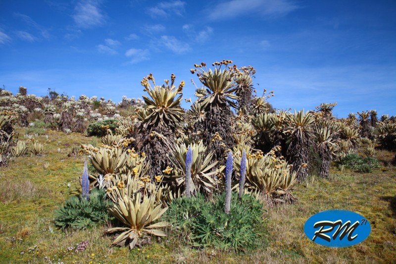 Jardn de Frailejones