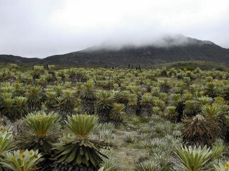 paramo