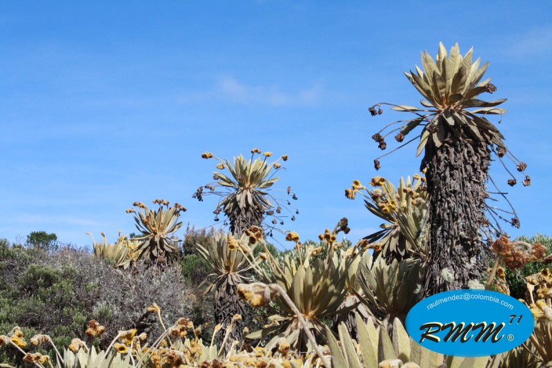 Jardn de Frailejones 5  Paramo Colombiano