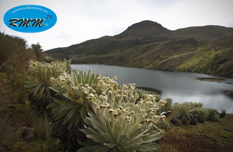 El frailejon y la laguna