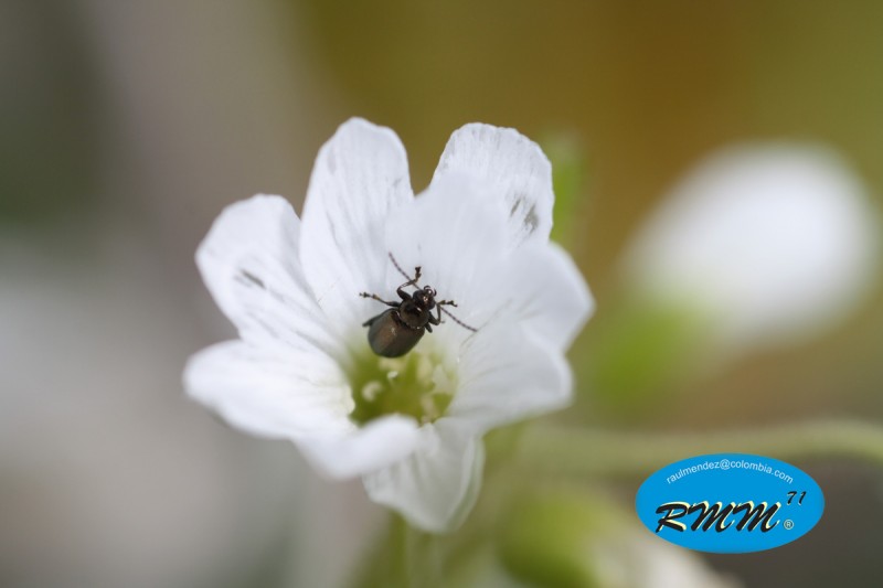 Insecto en flor