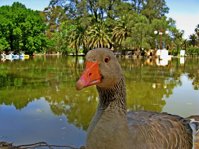 VERDE EL AGUA