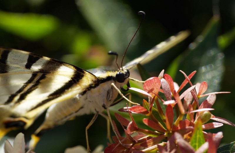 mariposa