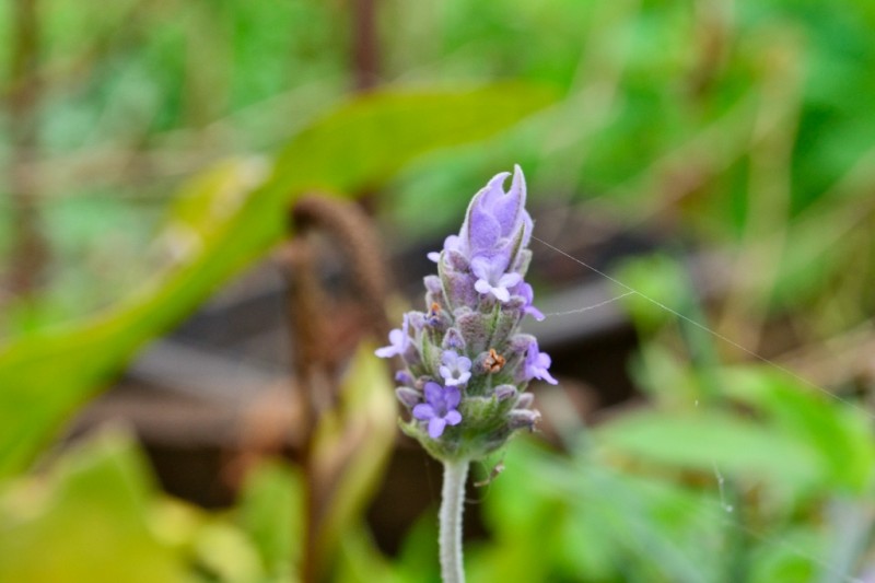 A das de la primavera