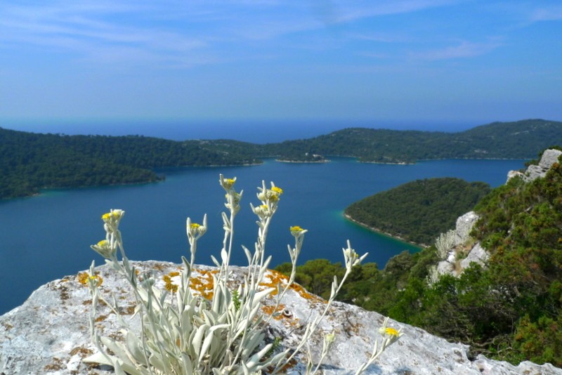 PN MLJET