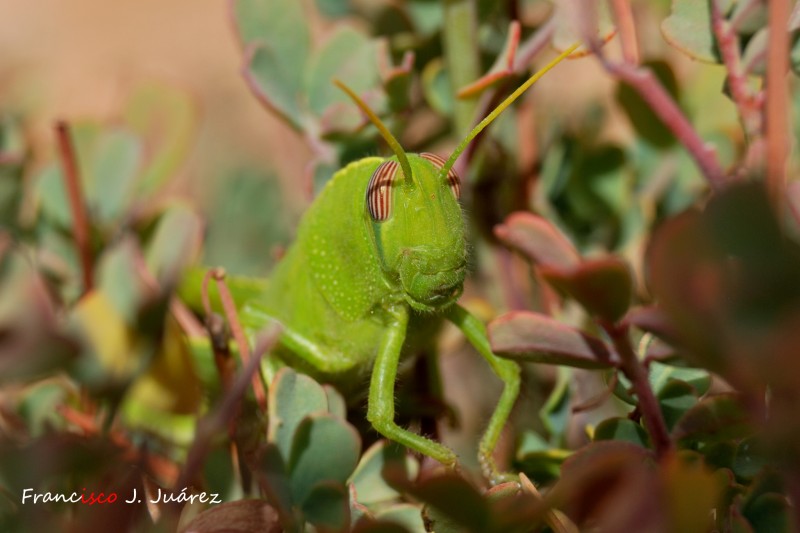 Saltamontes entre la hojas