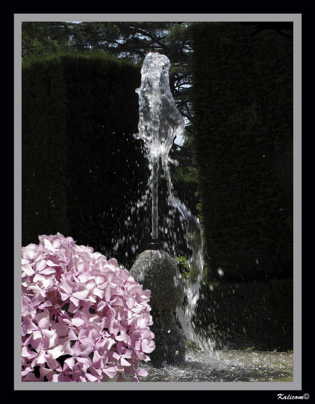 La fuente de las flores rosas