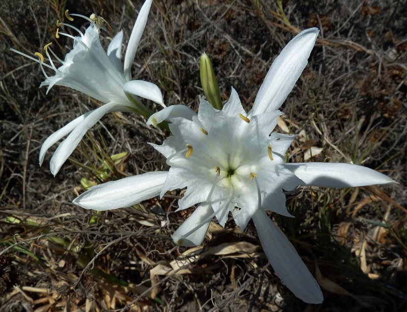 Flor silvestre Ag 11