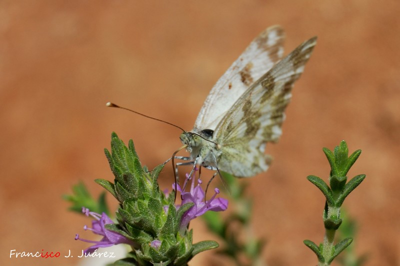 Mariposa libando (II)