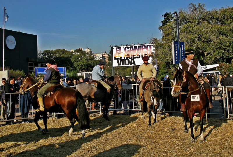 PARECEN CABALLOS