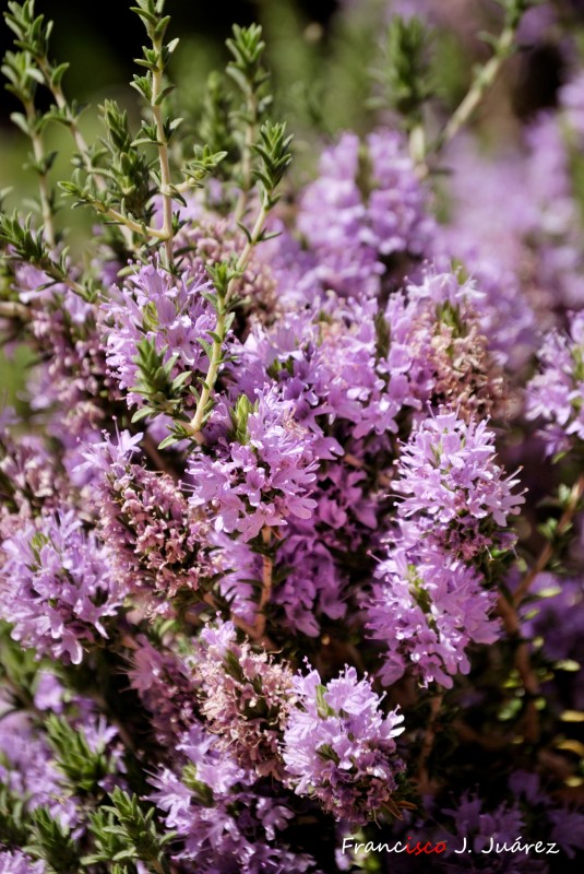 Flores lilas