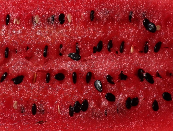 SANDIA