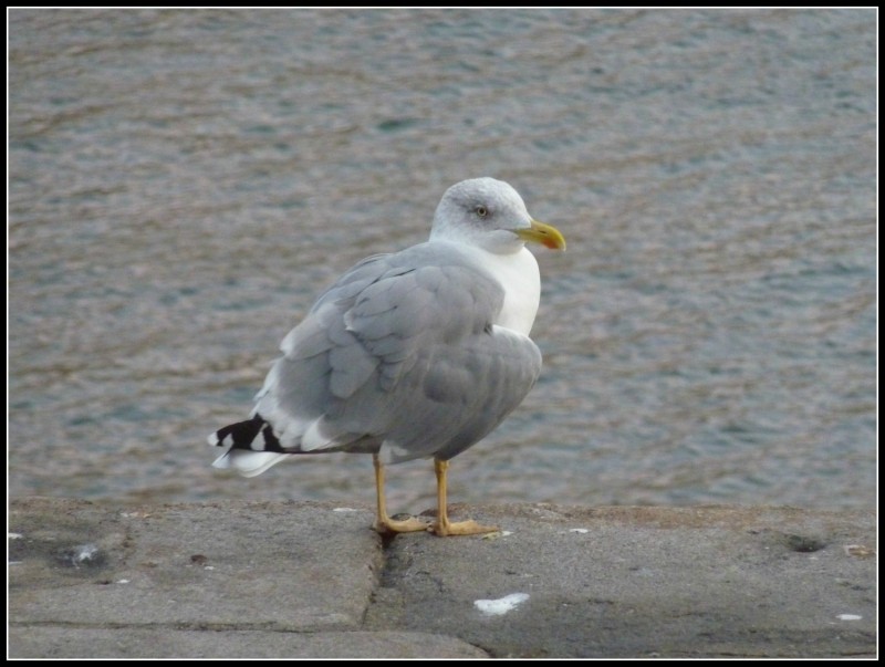 GAVIOTA