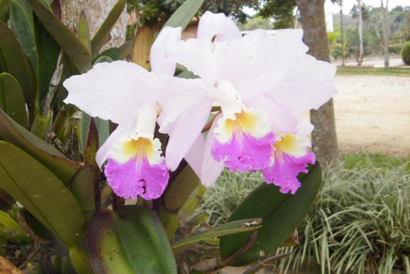 Orqudea de camino