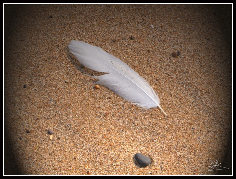 Feather in sands