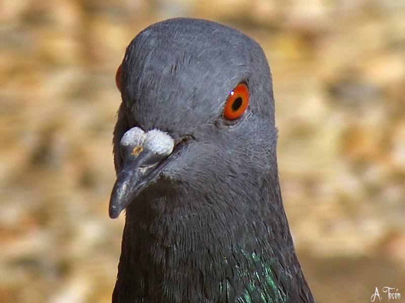 Cabeza de paloma