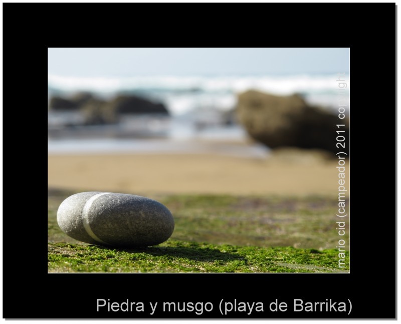 Piedra y musgo (playa de Barrika)