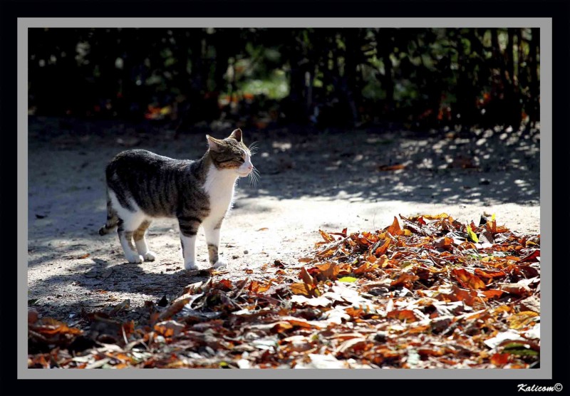 El gato en otoo